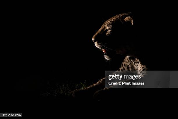 the side profile of a male leopard, panthera pardus, lit up by a spotlight at night, mouth open - face and profile and mouth open stock-fotos und bilder