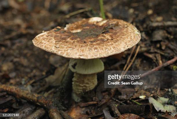 An edible mushroom, likely Agaricus lanipes , grows in a forest near Schlachtensee Lake on August 15, 2011 in Berlin, Germany. The exceptionally...