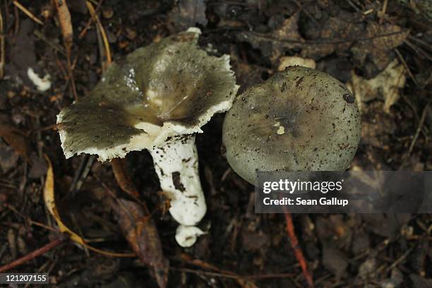 Mushroom belonging to the Russula genus grows in a forest near Schlachtensee Lake on August 15, 2011 in Berlin, Germany. The exceptionally rainy...