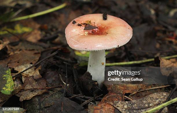 Mushroom belonging to the Russula genus grows in a forest near Schlachtensee Lake on August 15, 2011 in Berlin, Germany. The exceptionally rainy...