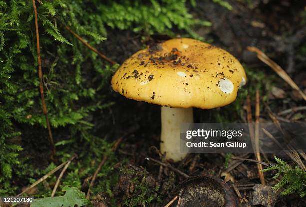 Mushroom belonging to the Russula genus grows in a forest near Schlachtensee Lake on August 15, 2011 in Berlin, Germany. The exceptionally rainy...