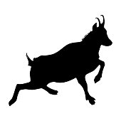 Mountain goat (Rupicapra Rupicapra) Silhouette in Black - side profile. Drawing of a real chamois running in the mountains.