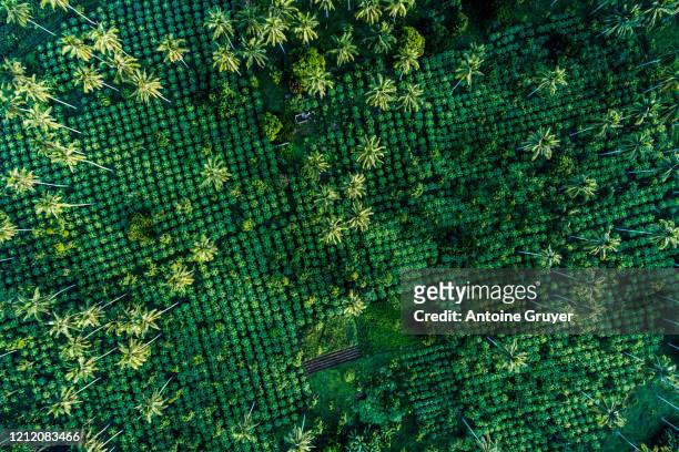 philippines tropical farming fields aerial view - philippines aerial stock pictures, royalty-free photos & images