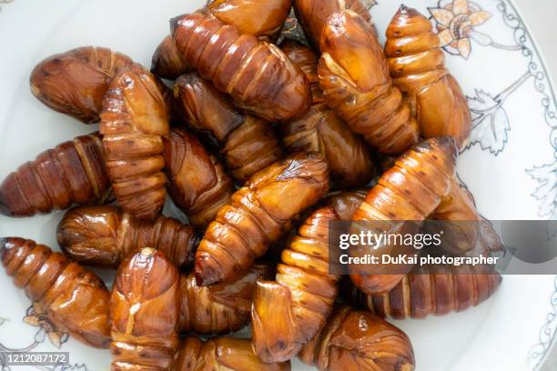 silkworm chrysalis - caterpillar stock-fotos und bilder