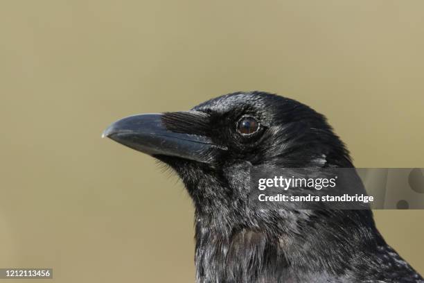 a head shot of a stunning carrion crow (corvus corone). - white crow stock pictures, royalty-free photos & images