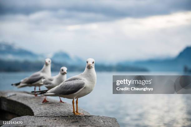 seagull - meeuw stockfoto's en -beelden