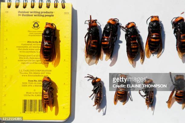 Dead Asian giant hornets, queens lined-up on top and the smaller workers below, all samples brought in for research, are displayed with a field...