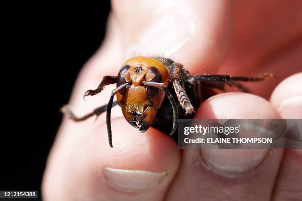 Washington State Department of Agriculture entomologist Chris Looney displays a dead Asian giant hornet, a sample sent from Japan and brought in for...