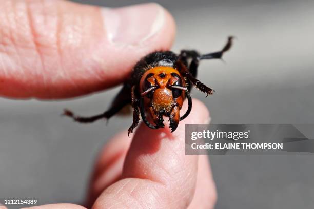 Washington State Department of Agriculture entomologist Chris Looney displays a dead Asian giant hornet, a sample sent from Japan and brought in for...