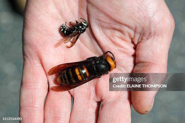 Washington State Department of Agriculture entomologist Chris Looney displays a dead Asian giant hornet, bottom, a sample sent from Japan and brought...