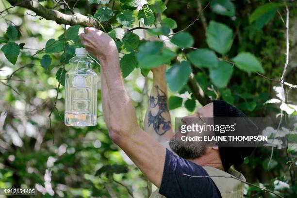 Washington State Department of Agriculture entomologist Chris Looney replaces a trap used to search for the Asian giant hornet during the second of...