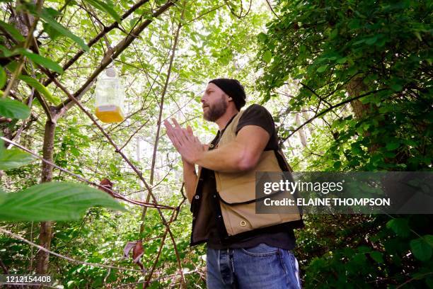 Washington State Department of Agriculture entomologist Chris Looney wipes his hands after re-setting a trap in an effort to locate the Asian giant...