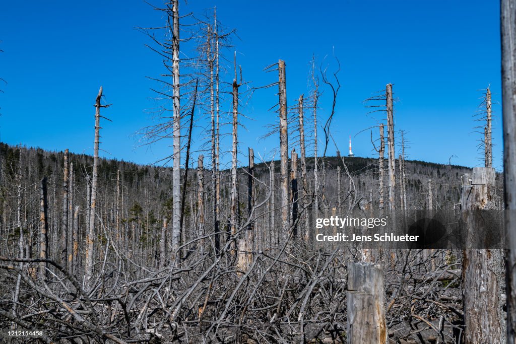 Forests Suffer During Prolonged Dry Weather