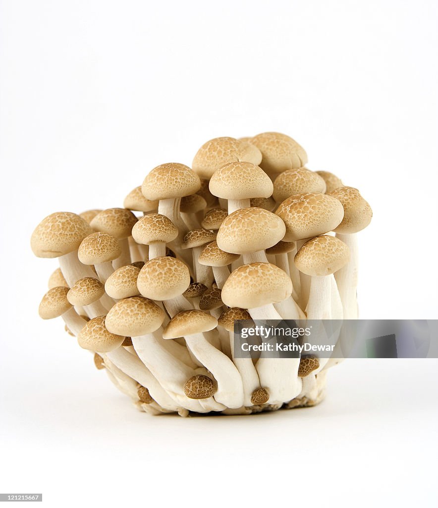 Brown Beech Mushrooms