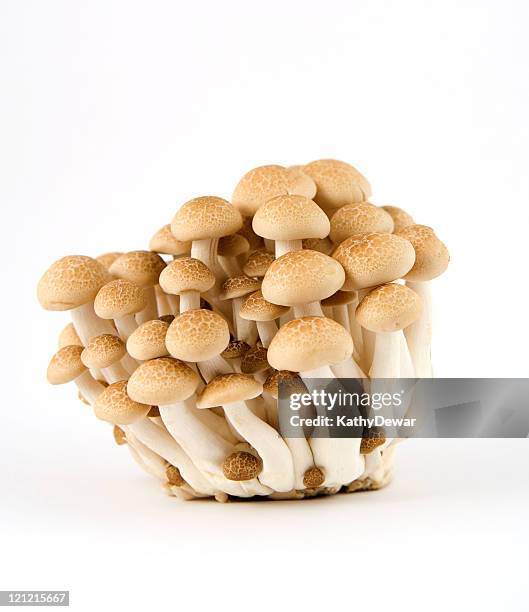 brown cogumelos beech - shimeji mushroom - fotografias e filmes do acervo