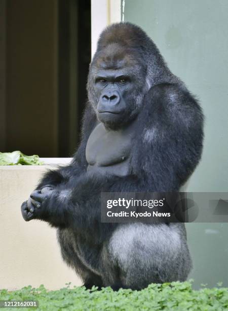 Photo taken Oct. 20 shows a gorilla named Shabani at Higashiyama Zoo &amp; Botanical Gardens in Nagoya, central Japan.