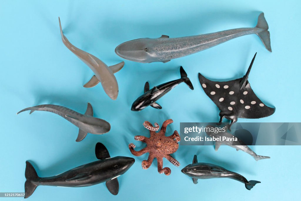 Sea Animal Toys Over Blue Background High-Res Stock Photo - Getty Images