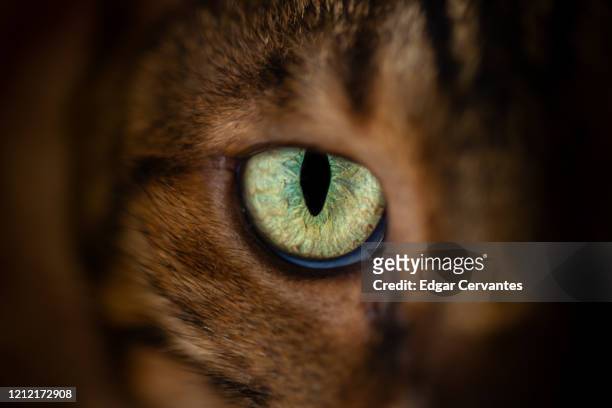 bengal cat eye - gato bengala fotografías e imágenes de stock