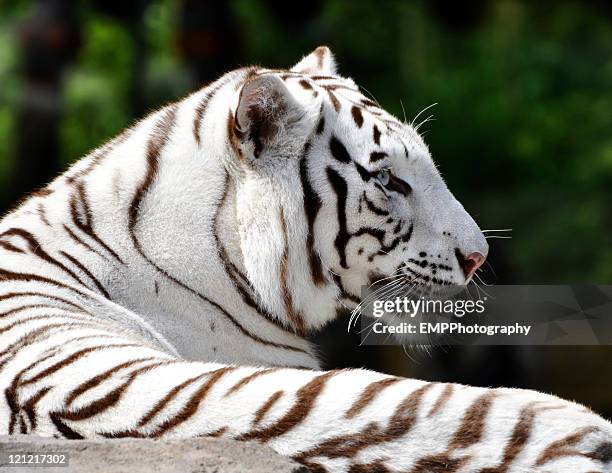 profile of a beautiful white bengal tiger - male feet on face stock pictures, royalty-free photos & images