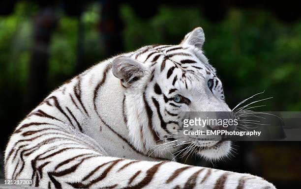 portrait beautiful white bengal tiger - white tiger 個照片及圖片檔