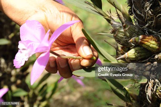 Anastacio Federico Reyes a florist who is dedicated to the harvest of the Orchid in the town of Belen Atzitzimititlan, due to the coronavirus...