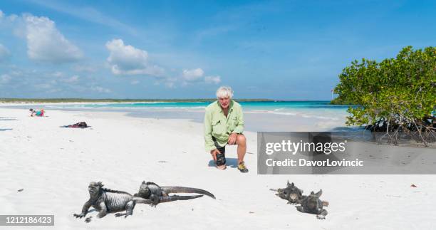 senior mit blick auf marine iguanas am öffentlichen strand von galapagos - galapagos land iguana stock-fotos und bilder