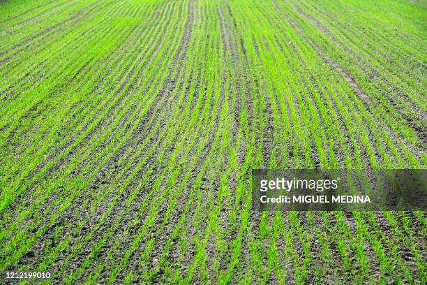 Picture taken on May 8, 2020 shows a rice plantation near Robbio, Lombardy, during the country's lockdown aimed at curbing the spread of the COVID-19...
