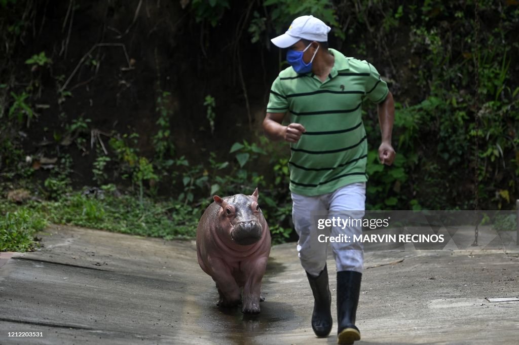 EL SALVADOR-ZOO-HIPPO