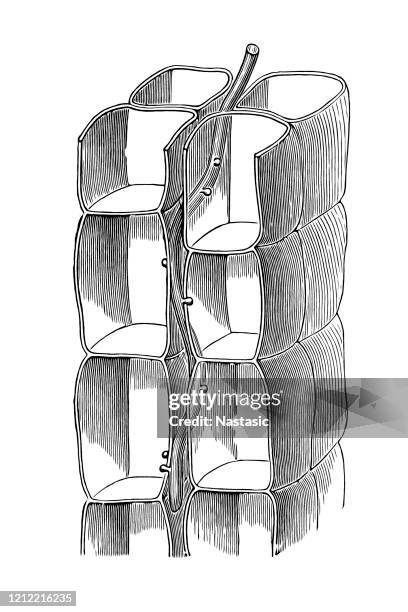 hyphen of parasitic mushrooms, from a peronospora - powdery mildew fungus stock illustrations