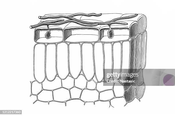 hyphes of parasitic mushrooms, from a mildew - powdery mildew fungus stock illustrations