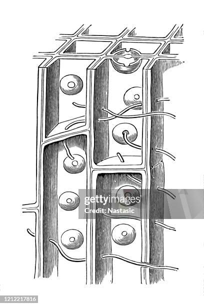 hyphen of parasitic mushrooms, from a sponge tube - powdery mildew fungus stock illustrations