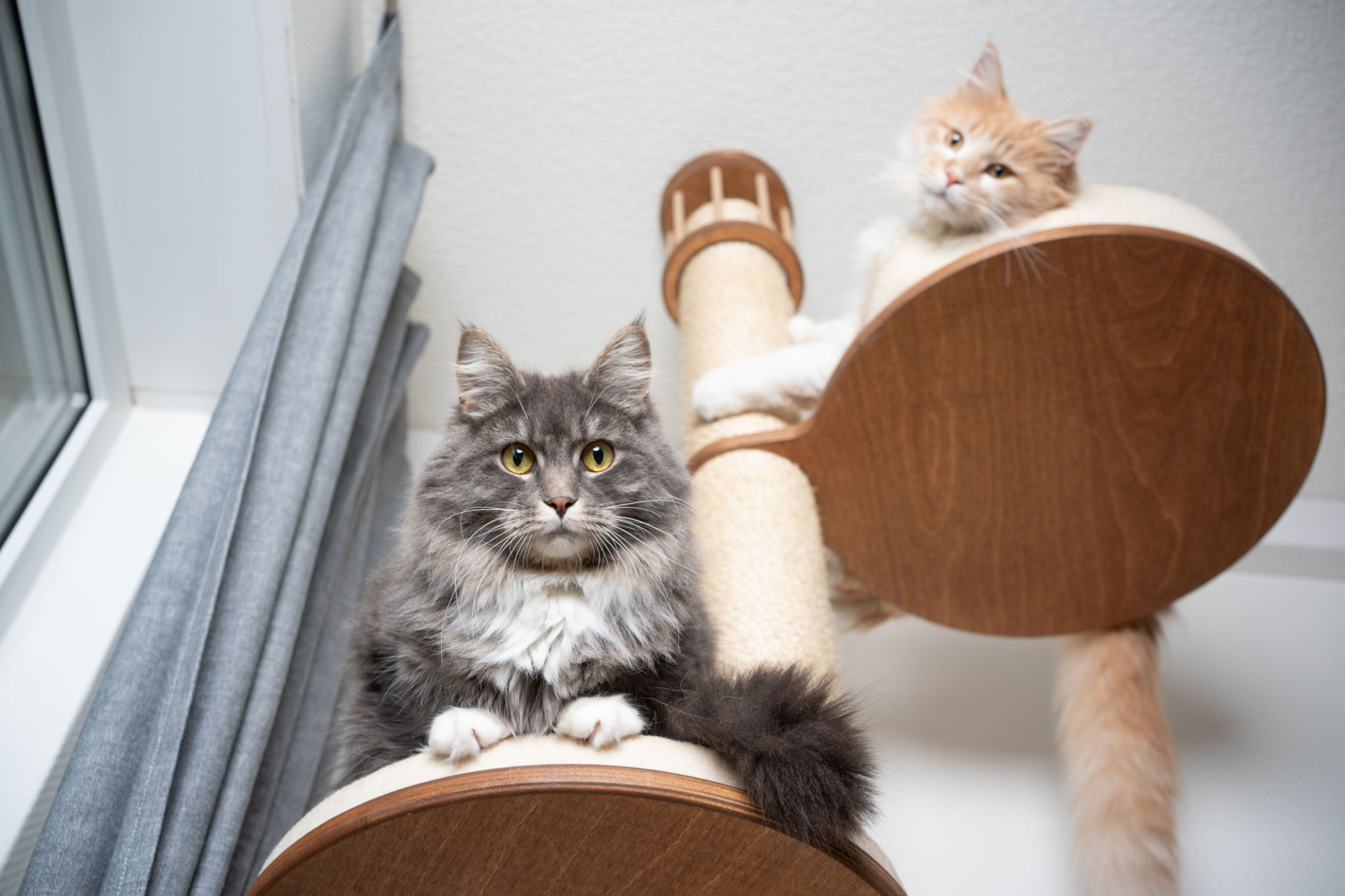 cats scratching post cats scratching post