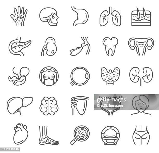 ilustraciones, imágenes clip art, dibujos animados e iconos de stock de los órganos humanos y los iconos de la línea de anatomía con la salud, la medicina, el corazón, el riñón, el pulmón y la odontología - genitalia female