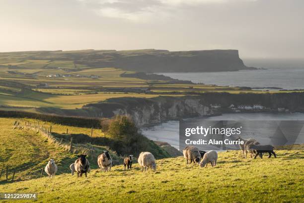 troupeau de moutons et de chèvres restant dans le champ au coucher du soleil avec le fond de mer et les collines vallonnées - ulster photos et images de collection