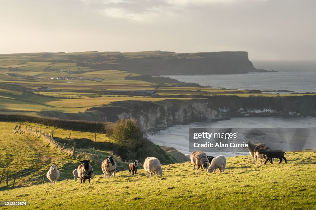 Herd of sheep and goats standing in field at sunset with sea background and rolling hills