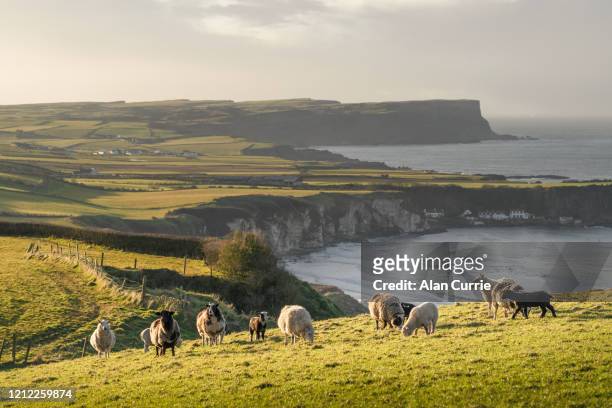 羊群和山羊站在田野日落與海背景和起伏的丘陵 - county antrim 個照片及圖片檔
