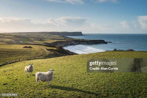 due pecore in piedi sul campo al tramonto con sfondo marino e dolci colline - northern ireland foto e immagini stock