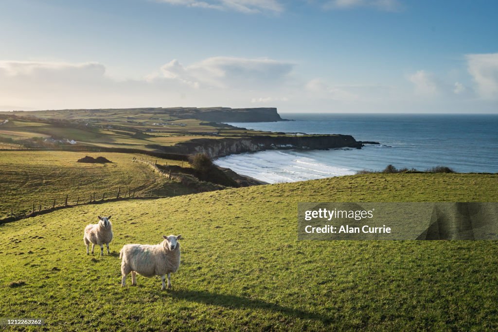 Two sheep standing in field at sunset with sea background and rolling hills