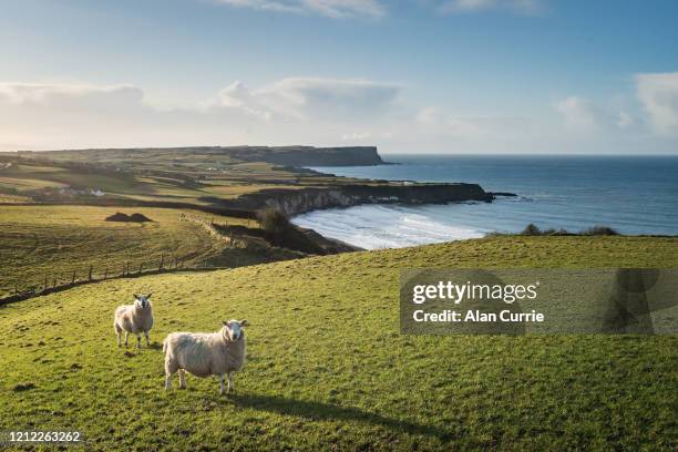 two sheep standing in field at sunset with sea background and rolling hills - sheep stock pictures, royalty-free photos & images