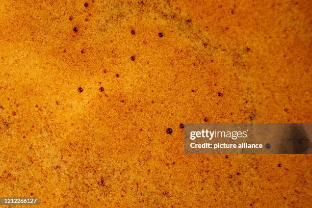 May 2020, Bavaria, Nuremberg: Close-up view of a crema on an espresso from a screen carrier machine. The golden-brown crema should be an indicator of...