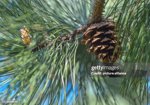 May 2020, Brandenburg, Friedrichsaue: A cone on a Weymouth pine , also called Weymouth pine or strobe. Photo: Patrick Pleul/dpa-Zentralbild/ZB