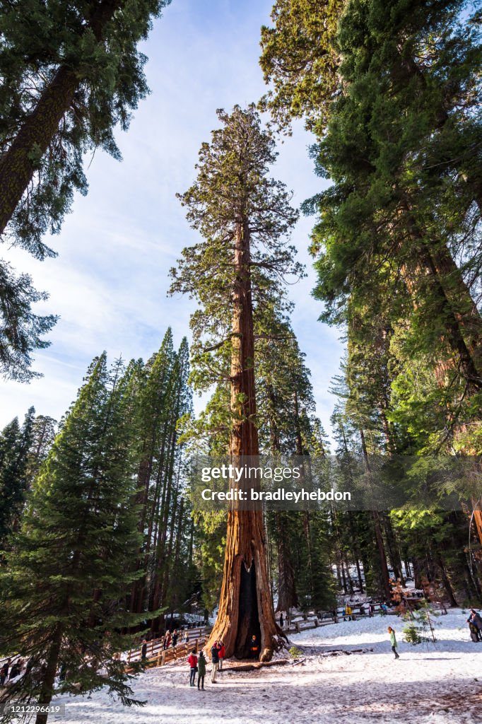Tourists taking photos of Giant Sequoia Trees in a snowy Sequoia National Park, CA