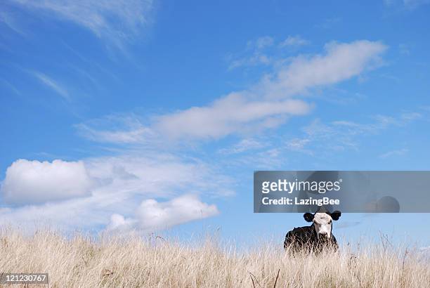 portrait of a cow, new zealand - new zealand cow stock pictures, royalty-free photos & images