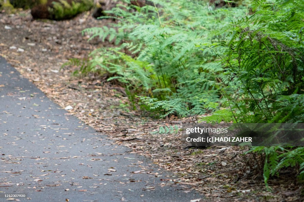 A Tasmanian Pademelon | Mount Field National Park | Tasmania | Australia