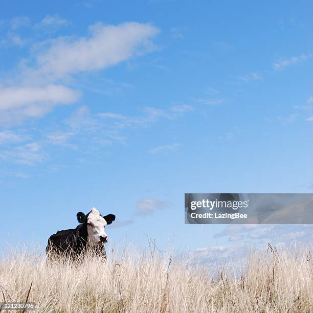 square composition of a cow - new zealand dairy farm stock pictures, royalty-free photos & images