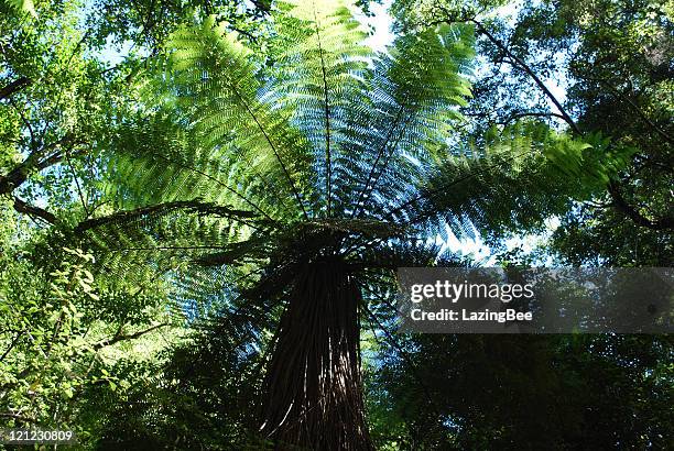 helecho arbóreo de queensland punga canopy, nueva zelanda - tree canopy pattern fotografías e imágenes de stock