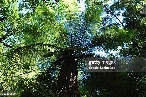 punga tree fern canopy, new zealand - silver fern stock pictures, royalty-free photos & images