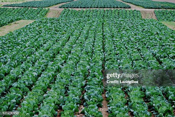 6,850 Cabbage Crop Stock Photos, High-Res Pictures, and Images - Getty ...