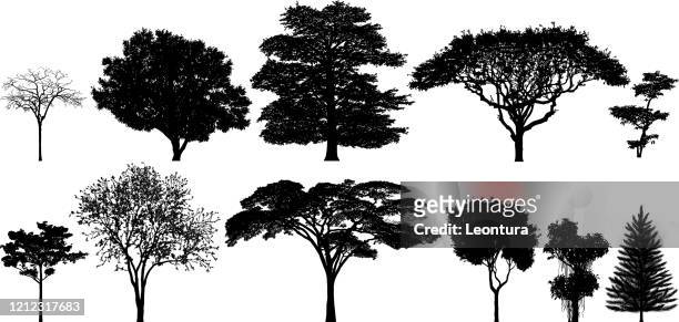 illustrazioni stock, clip art, cartoni animati e icone di tendenza di sagome dell'albero incredibilmente dettagliate - albero