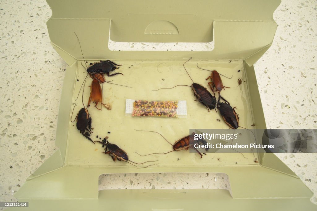 Cardboard cockroach trap with captured dead cockroaches